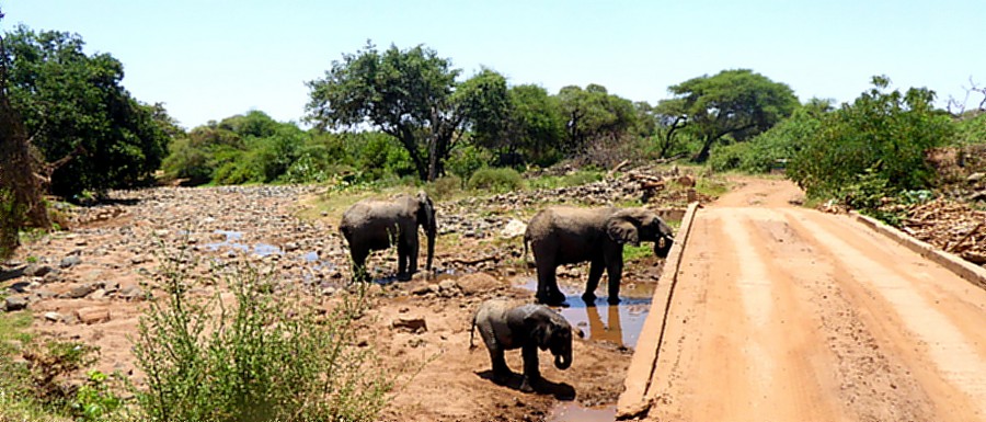 Elefanten an der Straße 
